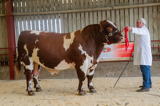 Longtown Mart Pedigree Beef Shorthorn Breeding Females and Bulls 26-8-2019 -lot 81 sold for 2000 gns from Thomson Roddick and Laurie